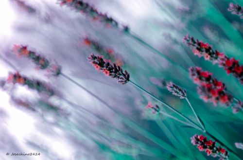 Fotografia de Josechino2424 - Galeria Fotografica: Lavandas - Foto: 