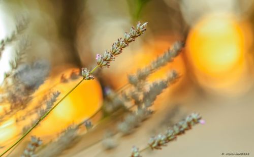 Fotografia de Josechino2424 - Galeria Fotografica: Lavandas - Foto: 