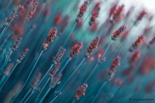 Fotografia de Josechino2424 - Galeria Fotografica: Lavandas - Foto: 