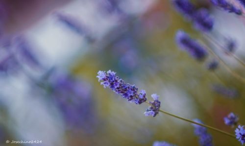 Fotografia de Josechino2424 - Galeria Fotografica: Lavandas - Foto: 