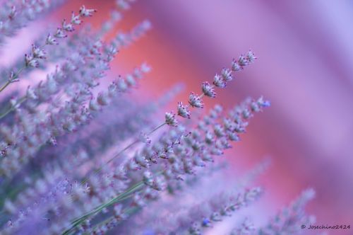 Fotografia de Josechino2424 - Galeria Fotografica: Lavandas - Foto: 