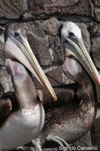 Fotografia de Artes Visuales - Galeria Fotografica: Muestra Lentes del Norte 2005 - Foto: Aves Marinas