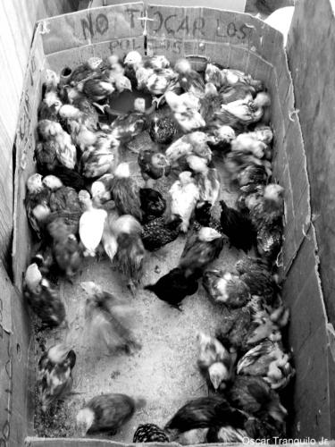 Fotografia de Artes Visuales - Galeria Fotografica: Muestra Lentes del Norte 2005 - Foto: En Venta