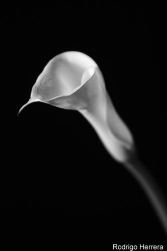 Fotografia de Artes Visuales - Galeria Fotografica: Muestra Lentes del Norte 2005 - Foto: Flores en Estudio