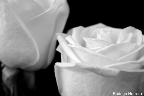 Fotografia de Artes Visuales - Galeria Fotografica: Muestra Lentes del Norte 2005 - Foto: Flores en Estudio