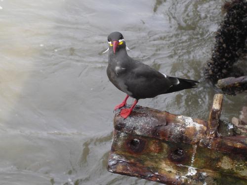 Fotografia de seb. - Galeria Fotografica: Paisajes - Foto: Ave