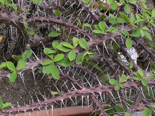 Fotografia de BREKNA - Galeria Fotografica: DE ESTO Y DE AQUELLO - Foto: NO FALTAN LAS ESPINAS