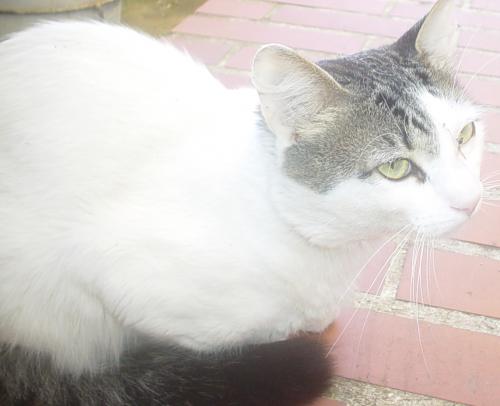 Fotografia de Nathaly Hernandez - Galeria Fotografica: Retrato - Foto: Animales