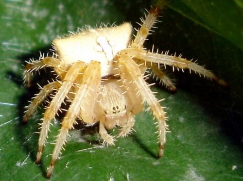 Fotografia de FONSO - Galeria Fotografica: srta Tecla - Foto: srta Tecla