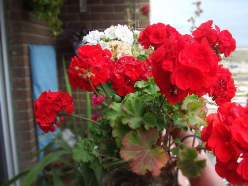 Fotografia de lekeleke - Galeria Fotografica: FLORES - Foto: 