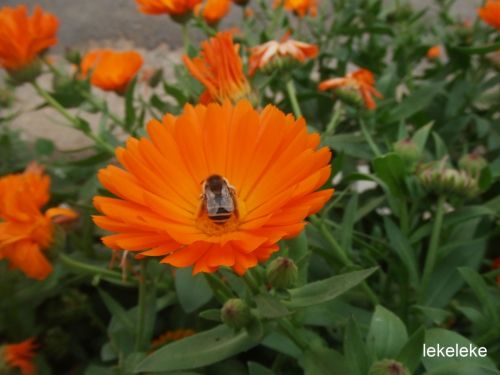 Fotografia de lekeleke - Galeria Fotografica: FLORES - Foto: 