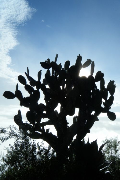 Fotografia de oscar - Galeria Fotografica: luz - Foto: nopal
