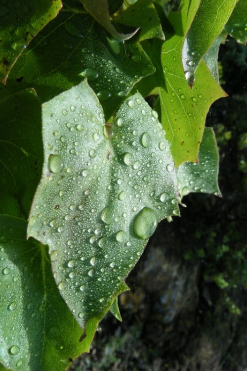 Fotografia de oscar - Galeria Fotografica: luz - Foto: gotas