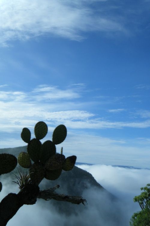Fotografia de oscar - Galeria Fotografica: luz - Foto: neblina en tepelmeme,oax.