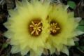 Foto de  oscar - Galería: luz - Fotografía: flor de captasea