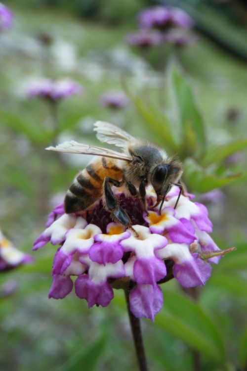 Fotografia de oscar - Galeria Fotografica: luz - Foto: polinizacion