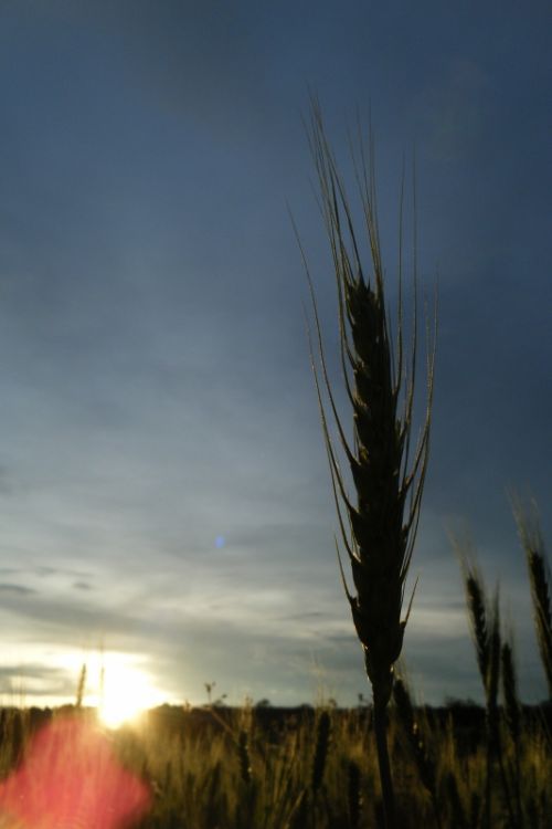 Fotografia de oscar - Galeria Fotografica: luz - Foto: trigal