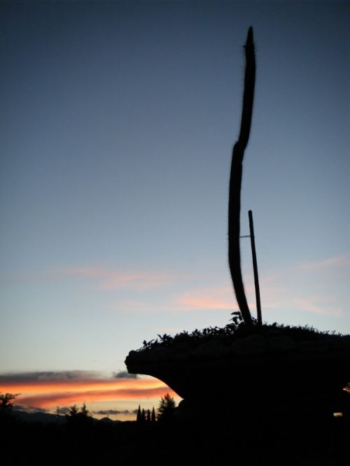 Fotografia de oscar - Galeria Fotografica: luz - Foto: atardecer en el jardin de captus