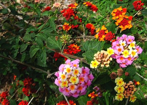 Fotografia de lekeleke - Galeria Fotografica: FLORES - Foto: colores