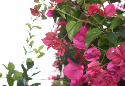 Fotografia de lekeleke - Galeria Fotografica: FLORES - Foto: 