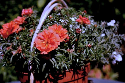 Fotografia de lekeleke - Galeria Fotografica: FLORES - Foto: 