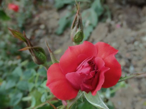 Fotografia de lekeleke - Galeria Fotografica: FLORES - Foto: 