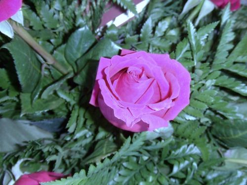 Fotografia de lekeleke - Galeria Fotografica: FLORES - Foto: 