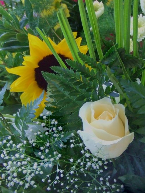 Fotografia de lekeleke - Galeria Fotografica: FLORES - Foto: 