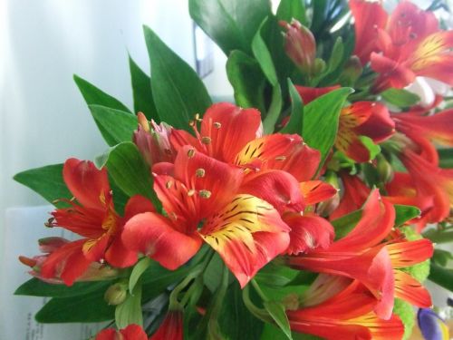 Fotografia de lekeleke - Galeria Fotografica: FLORES - Foto: 