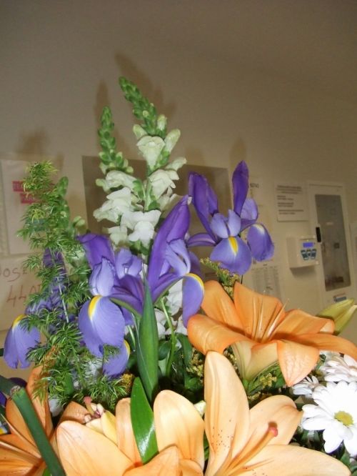 Fotografia de lekeleke - Galeria Fotografica: FLORES - Foto: 