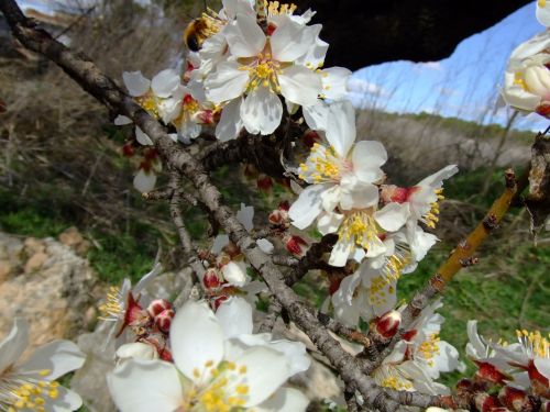 Fotografia de lekeleke - Galeria Fotografica: FLORES - Foto: 
