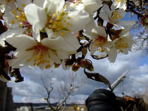 Fotografia de lekeleke - Galeria Fotografica: FLORES - Foto: 