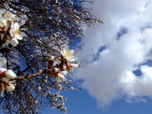 Fotografia de lekeleke - Galeria Fotografica: FLORES - Foto: 