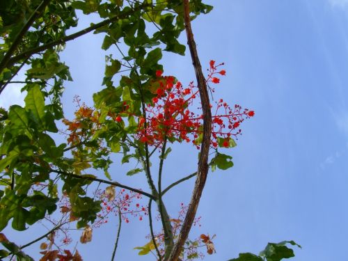 Fotografia de lekeleke - Galeria Fotografica: FLORES - Foto: 