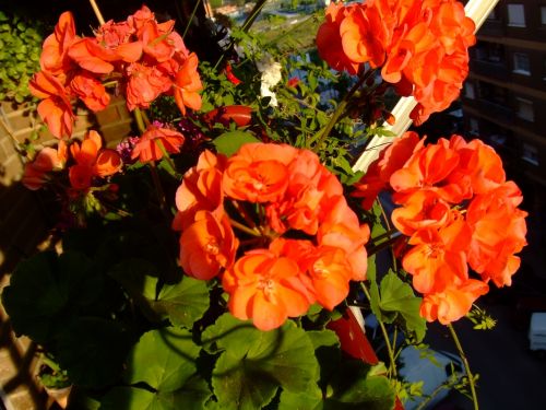 Fotografia de lekeleke - Galeria Fotografica: FLORES - Foto: 