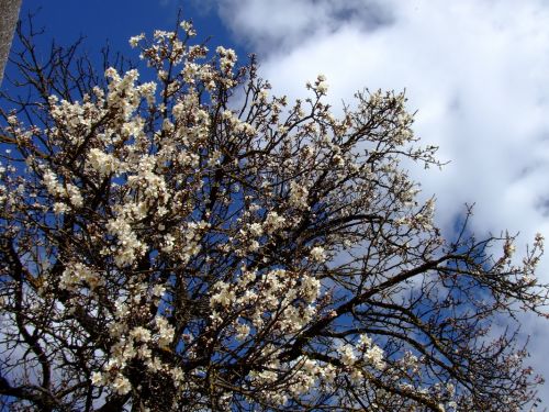 Fotografia de lekeleke - Galeria Fotografica: FLORES - Foto: 