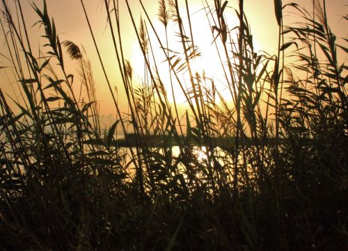 Fotografia de lekeleke - Galeria Fotografica: FLORES - Foto: 