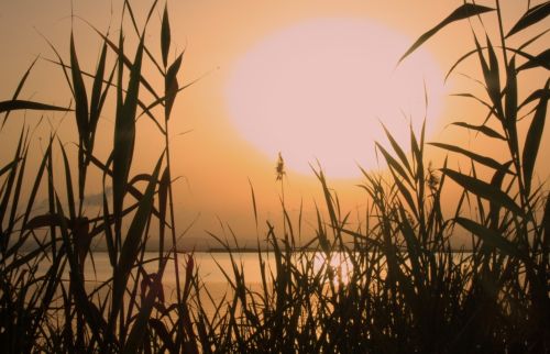 Fotografia de lekeleke - Galeria Fotografica: FLORES - Foto: 