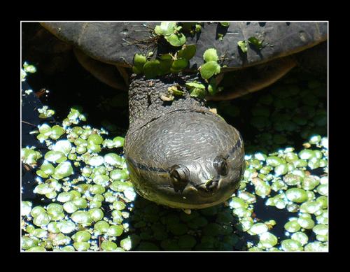 Fotografia de David - Galeria Fotografica: Natural - Foto: Tortuga