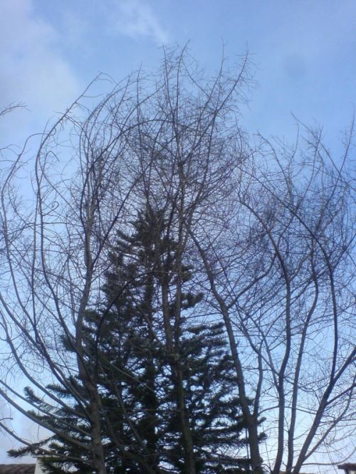 Fotografia de FRANCIS HERNANDEZ - Galeria Fotografica: MI AMANECER - Foto: 