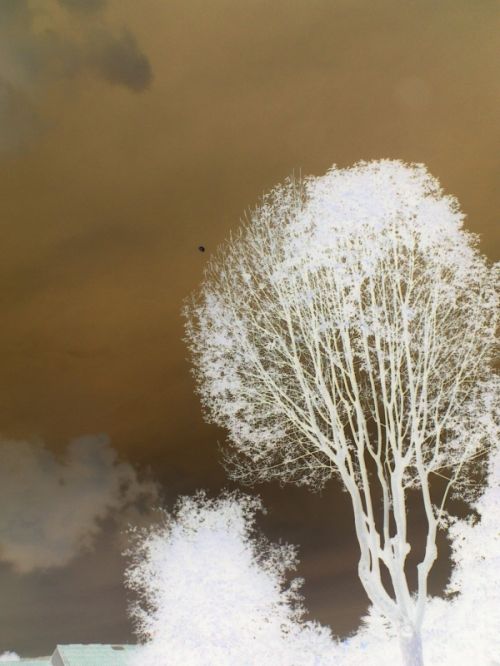 Fotografia de FRANCIS HERNANDEZ - Galeria Fotografica: MI AMANECER - Foto: 