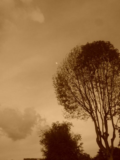 Fotografia de FRANCIS HERNANDEZ - Galeria Fotografica: MI AMANECER - Foto: 