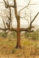 Fotos de CRendon -  Foto: Paisajes africanos - Cruz de madera