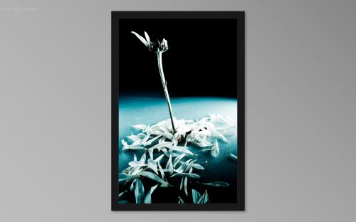 Fotografia de PHotomims - Galeria Fotografica: Algo - Foto: Flor