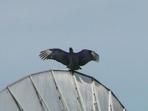 Fotografia de FRANCIS HERNANDEZ - Galeria Fotografica: animal - Foto: 