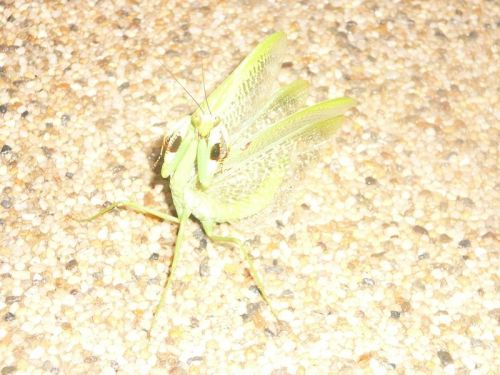 Fotografia de FRANCIS HERNANDEZ - Galeria Fotografica: animal - Foto: 