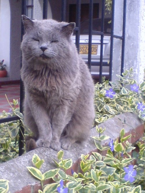 Fotografia de FRANCIS HERNANDEZ - Galeria Fotografica: animal - Foto: 