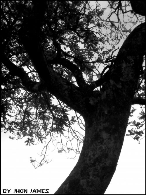 Fotografia de jhonsolid - Galeria Fotografica: variedades - Foto: 