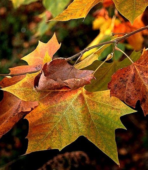 Fotografia de f.lleonart - Galeria Fotografica: Temes variats - Foto: 