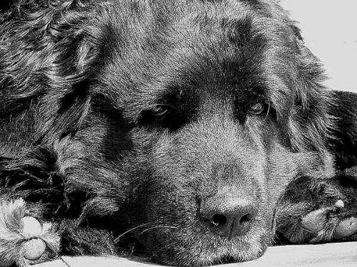 Fotografia de f.lleonart - Galeria Fotografica: Temes variats - Foto: 